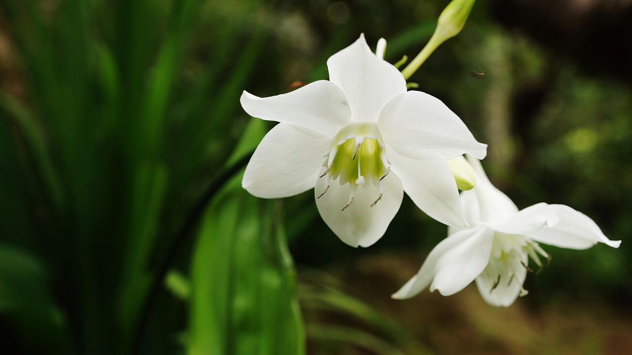 bali nature flower free photo