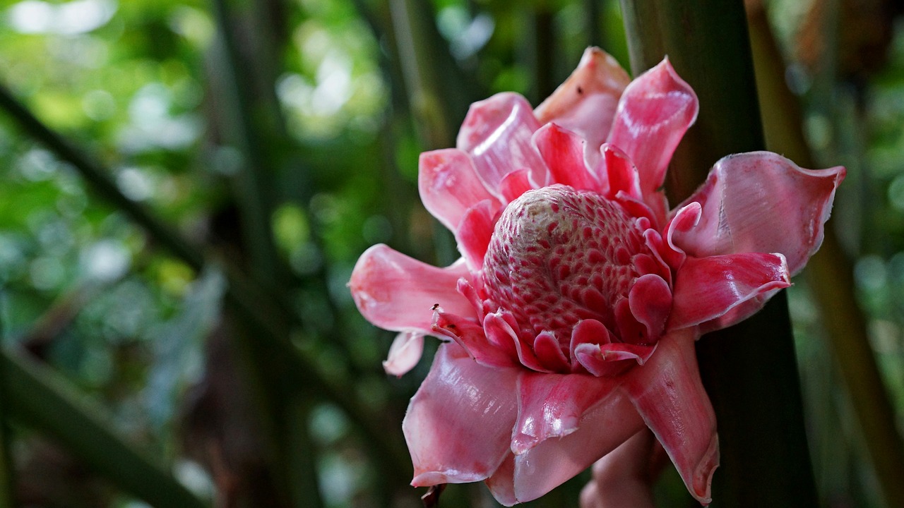 bali flower plant free photo