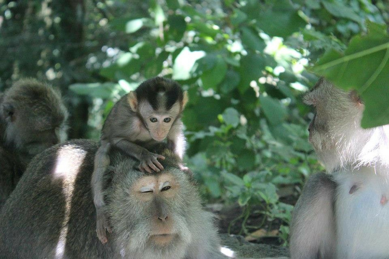 bali ubud monkey free photo