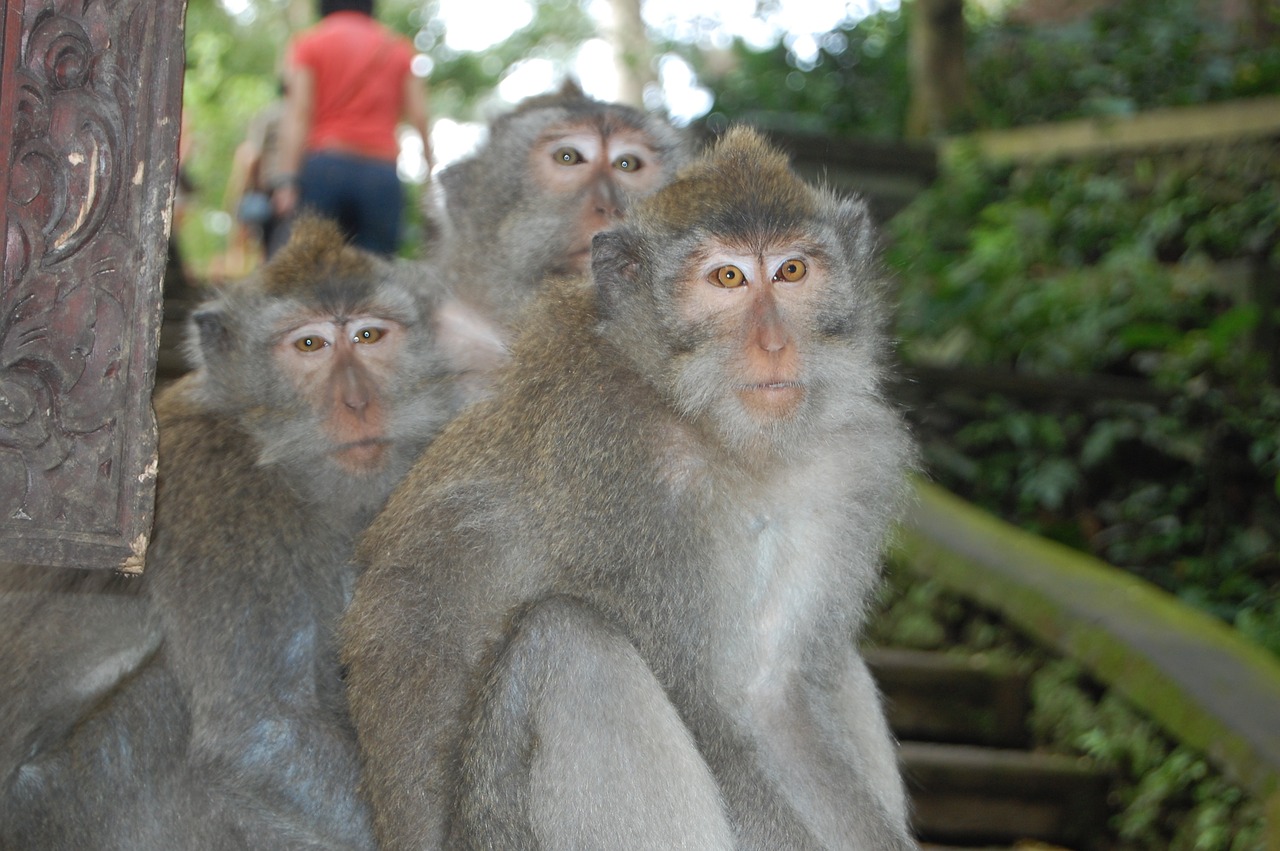 bali  monkeys  monkey family free photo