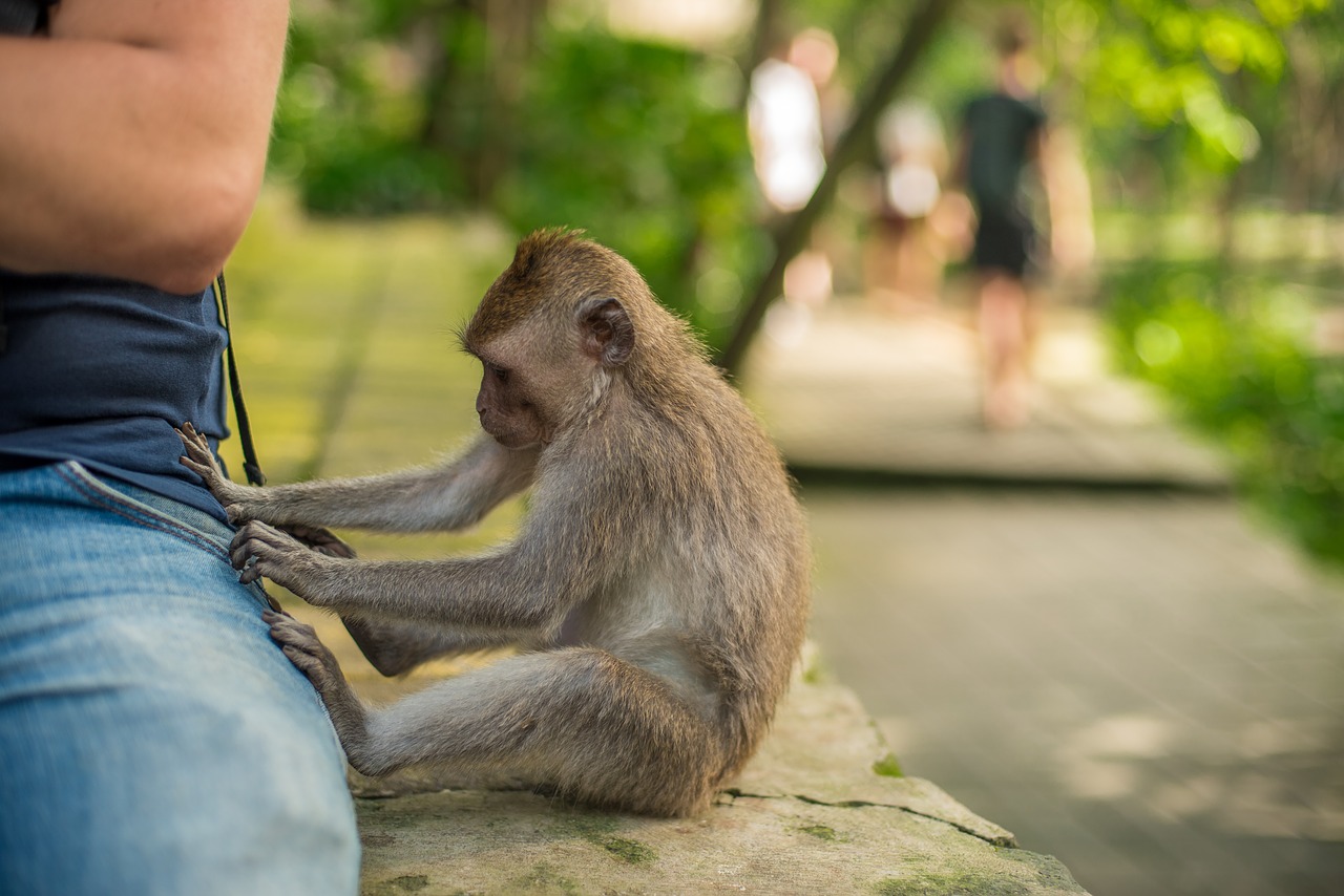 bali  indonesia  monkey free photo