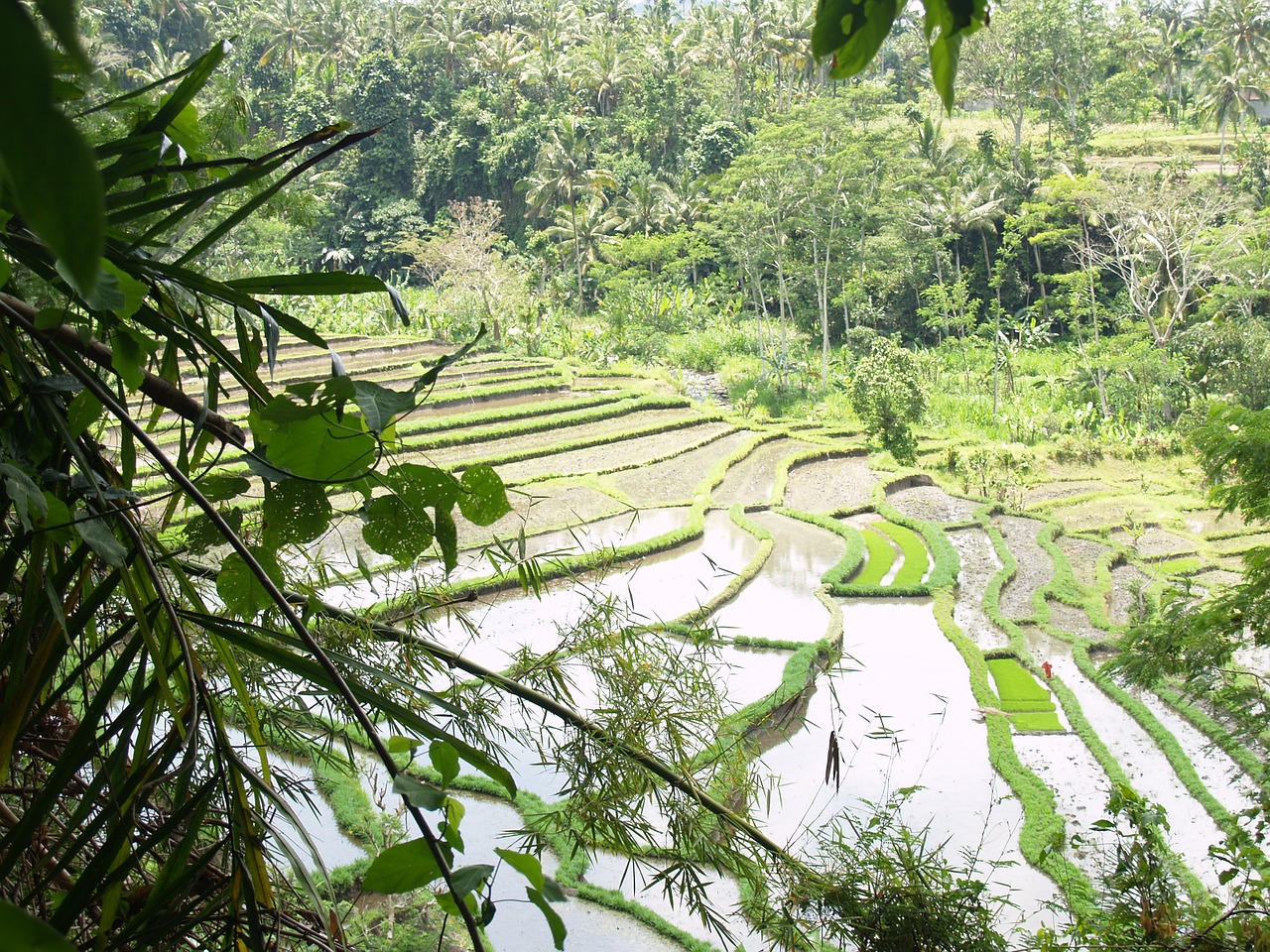 bali indonesia rice field free photo