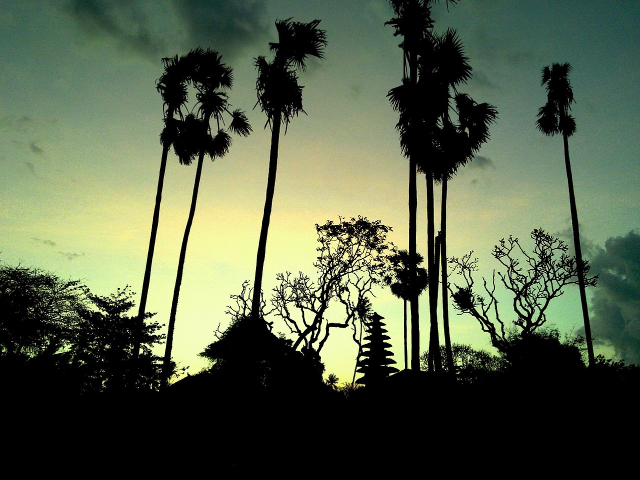 bali saba beach palm tree free photo