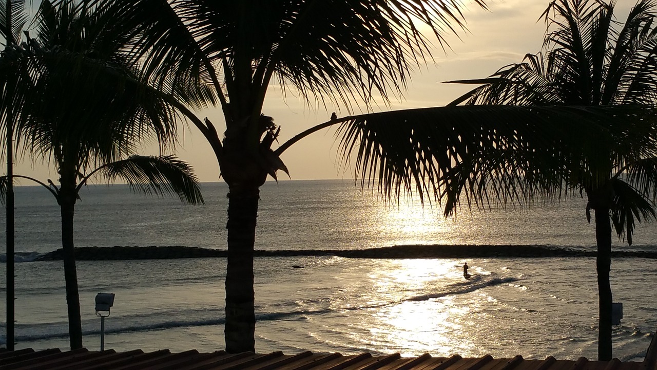 bali sunset palm trees free photo