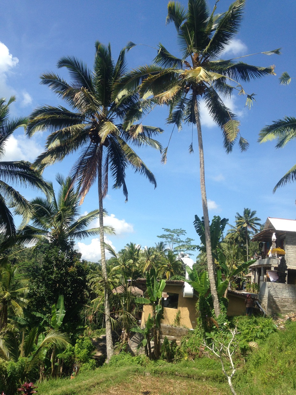 bali tree indonesia free photo