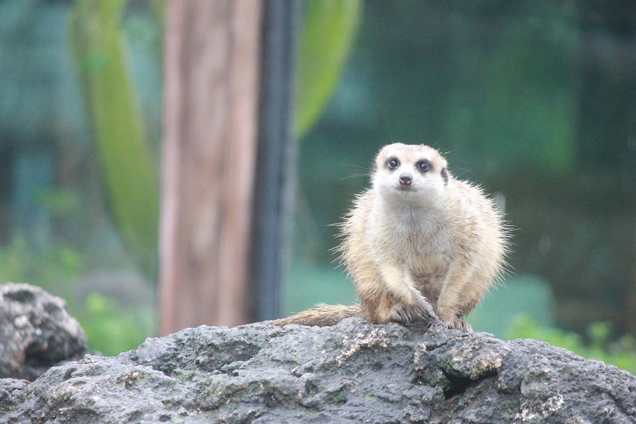 bali safari lemme big eyes free photo