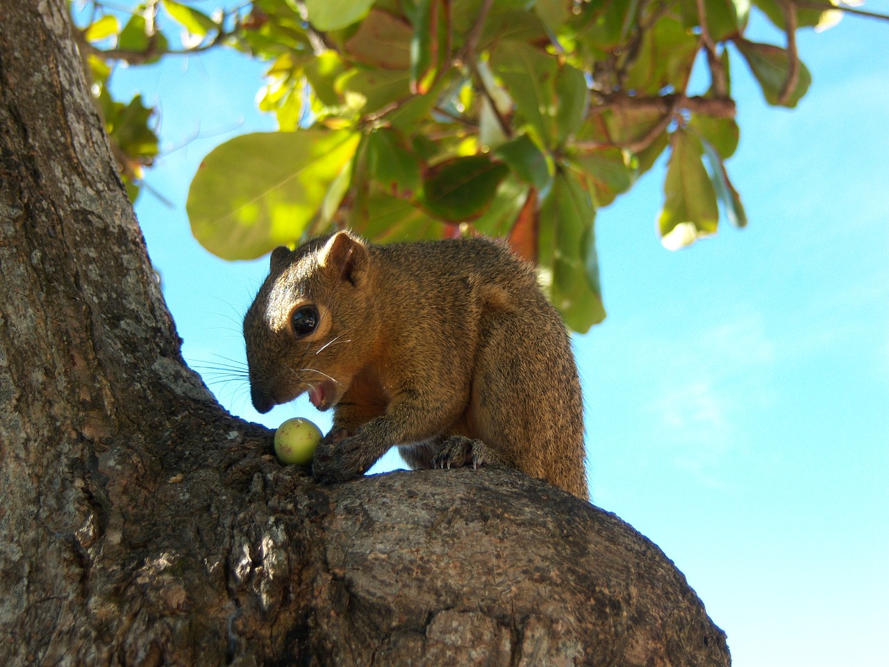 bali squirrel trustful animal free photo