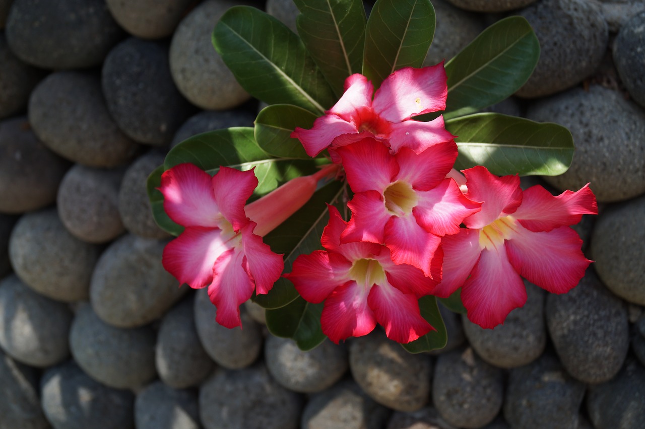 balinese flower stone wall free photo