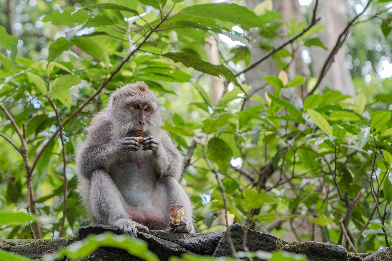 balinese long tailed macaque  macaque  monkey free photo