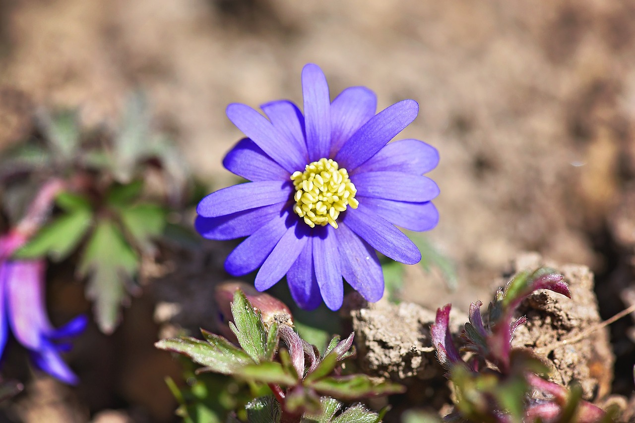 balkan anemone blue flower free photo