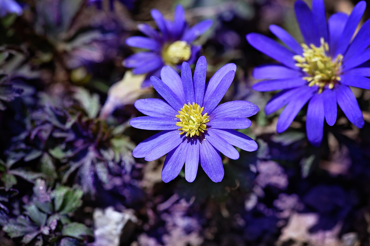 balkan anemone blue blue flower free photo