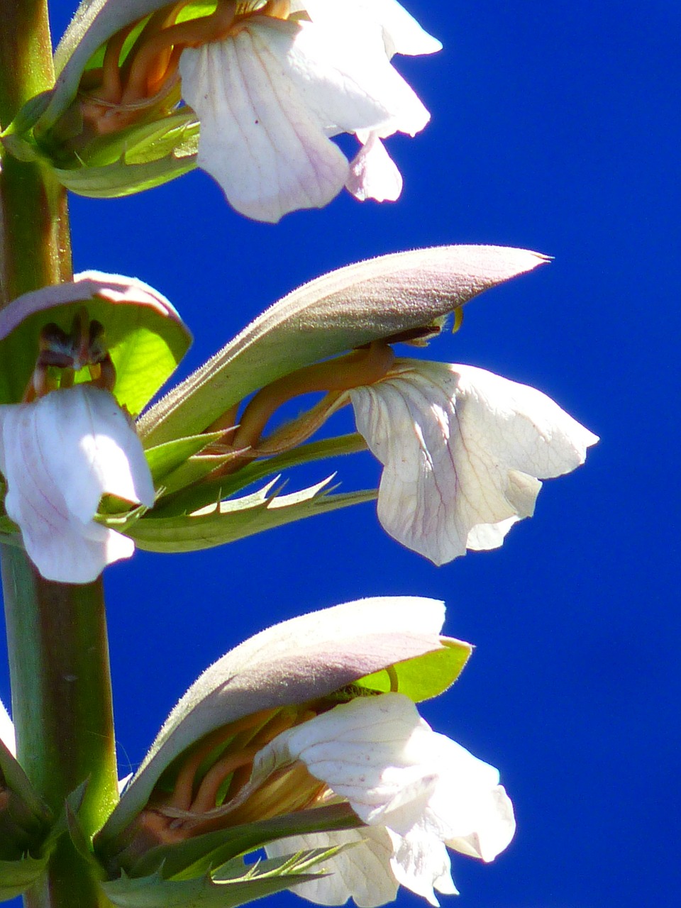 balkan bärenklau plant bloom free photo