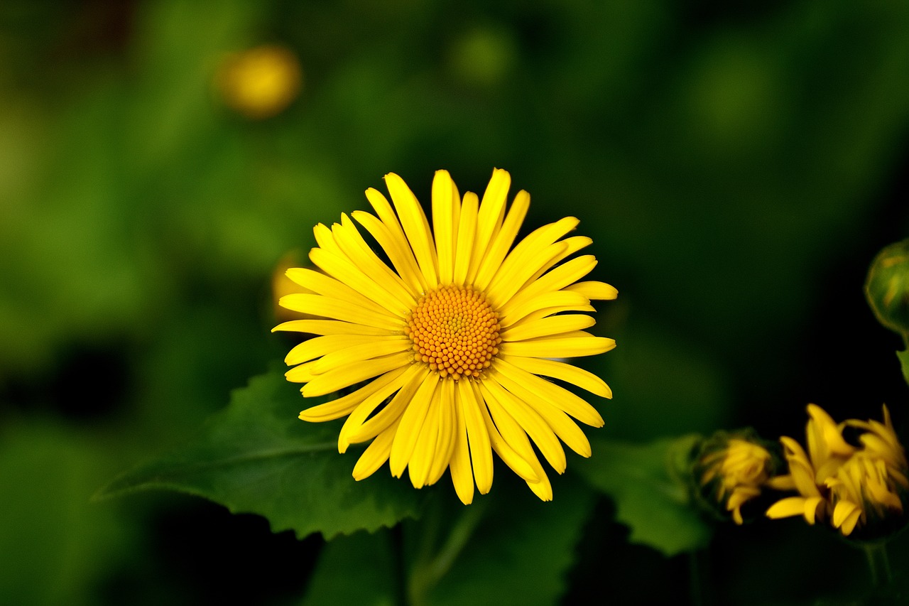 balkan-gemswurz doronicum orientale caucasus gemswurz free photo