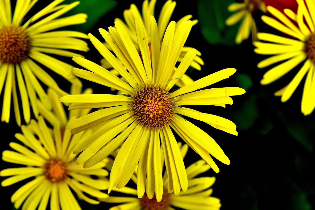 balkan-gemswurz doronicum orientale caucasus gemswurz free photo