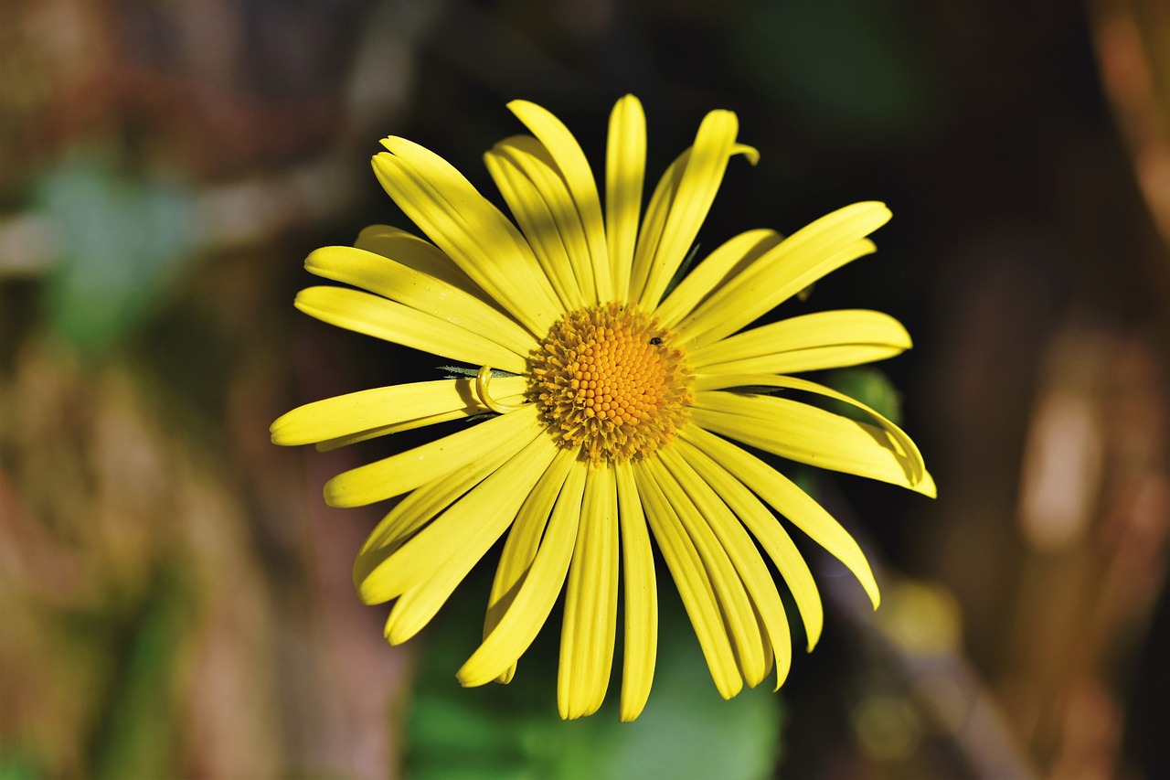 balkan-gemswurz  doronicum orientale  caucasus gemswurz free photo