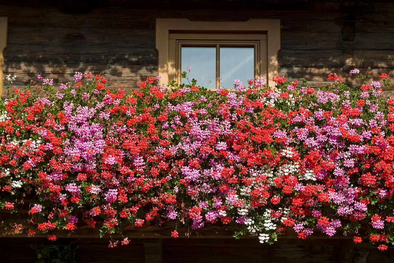 balkonblumen  summer  flowers free photo