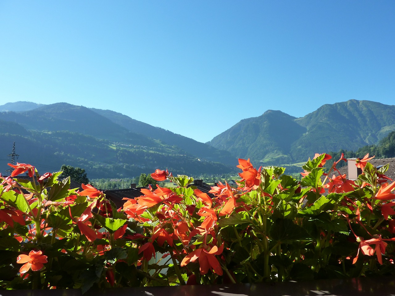 balkonblumen flowers balcony plant free photo