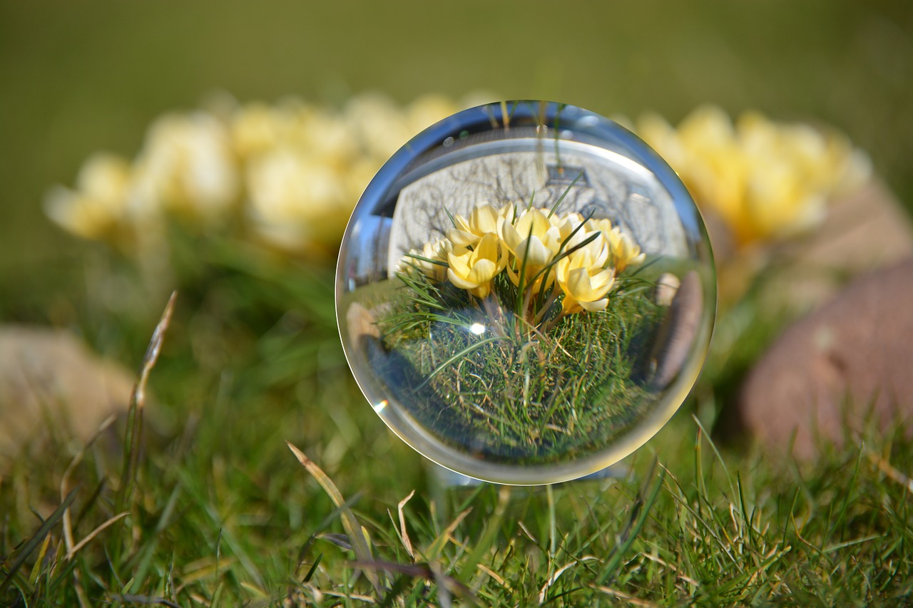 ball spring crocus free photo