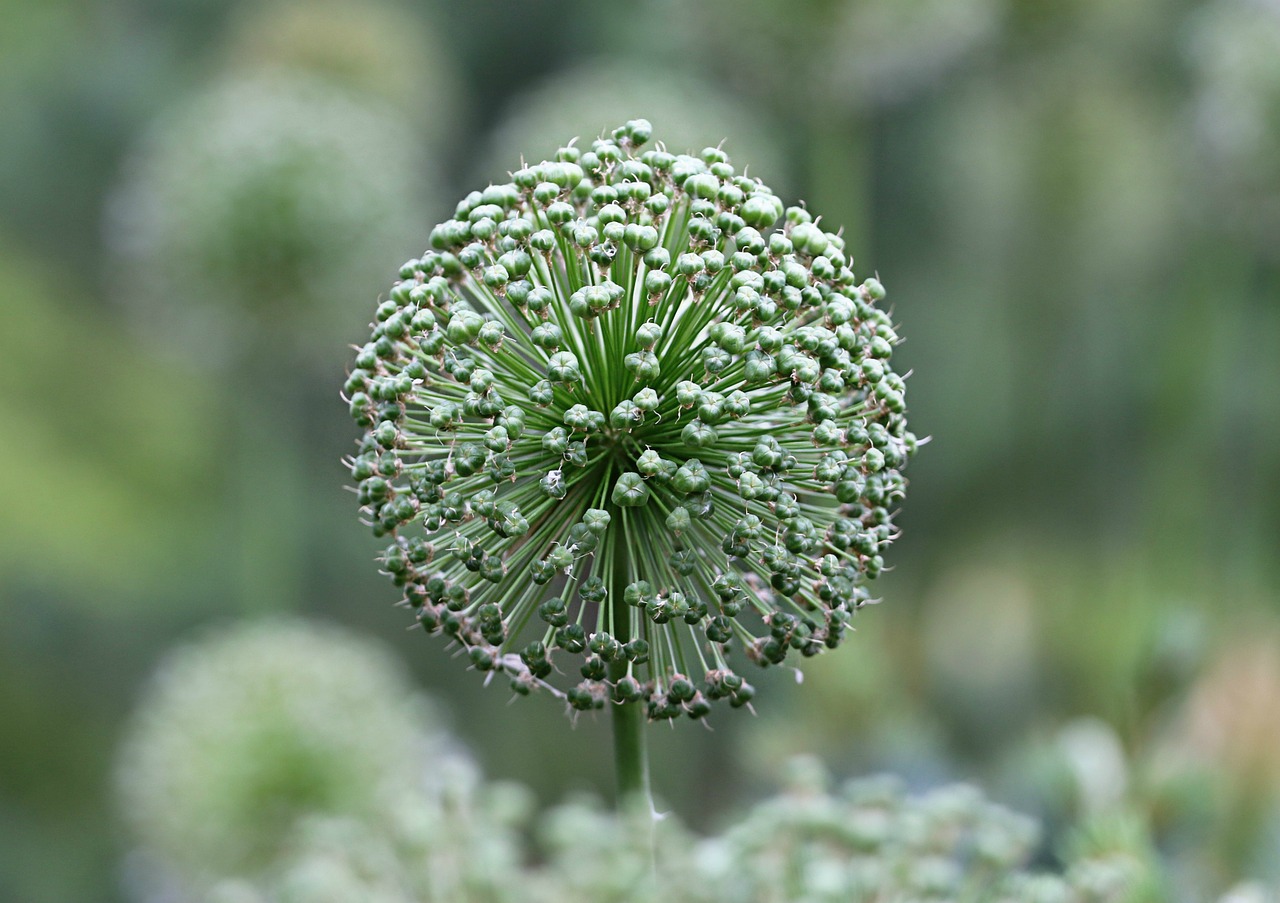 ball onion garden free photo