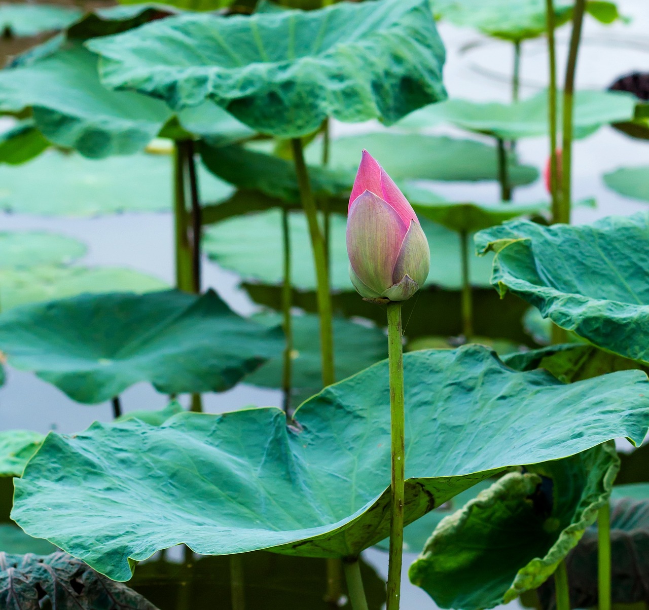 ball flower lotus free photo