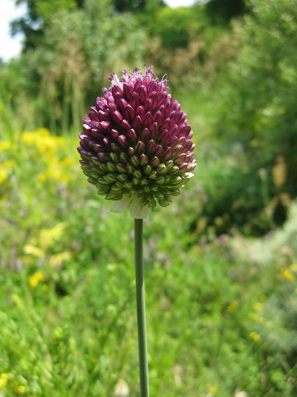 ball blossom bloom free photo