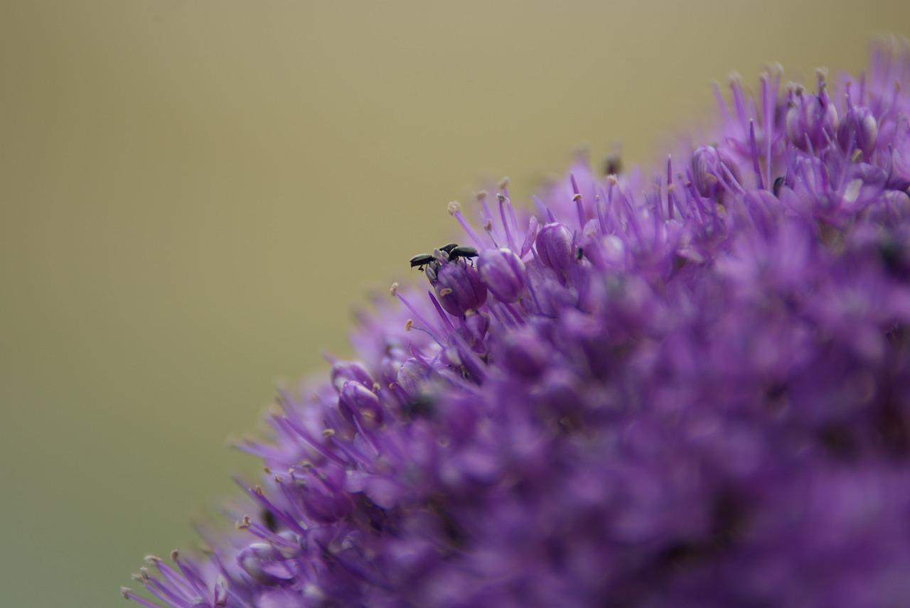 ball violet flower free photo