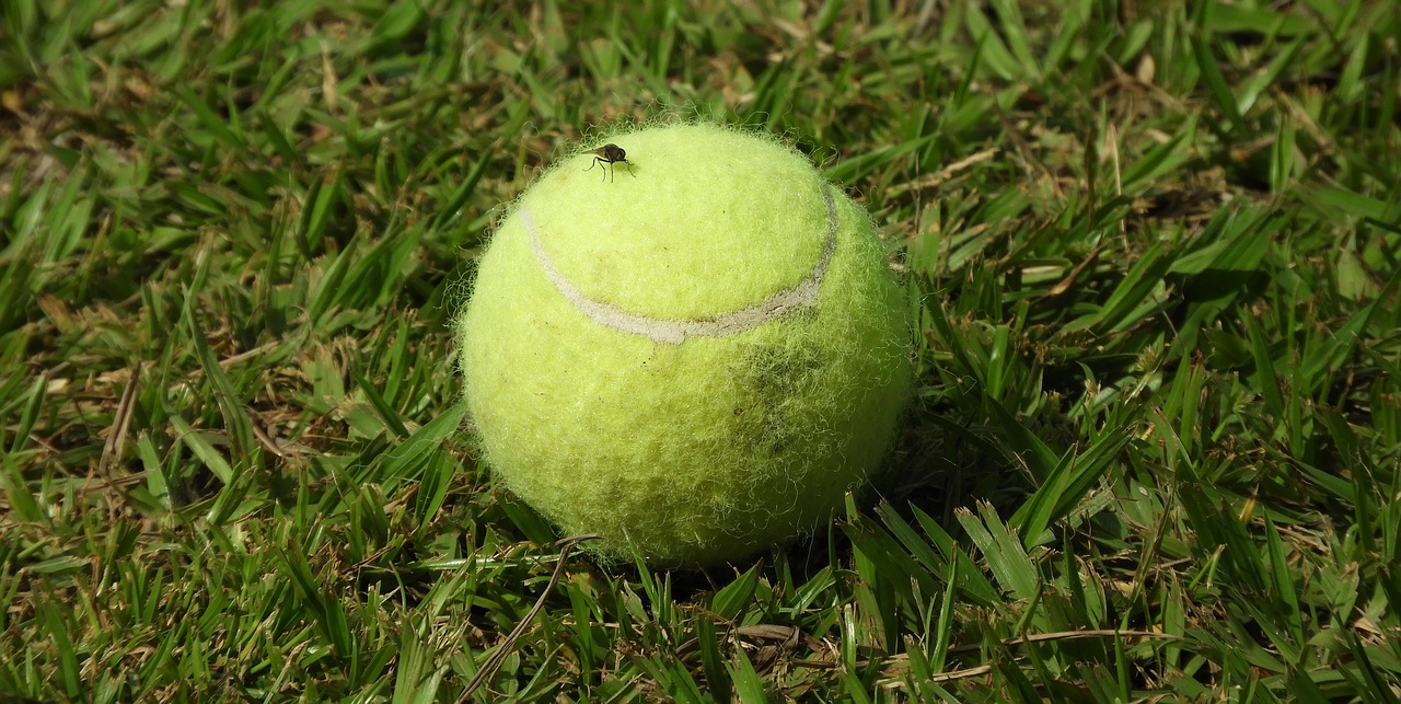 ball  insect  fly free photo