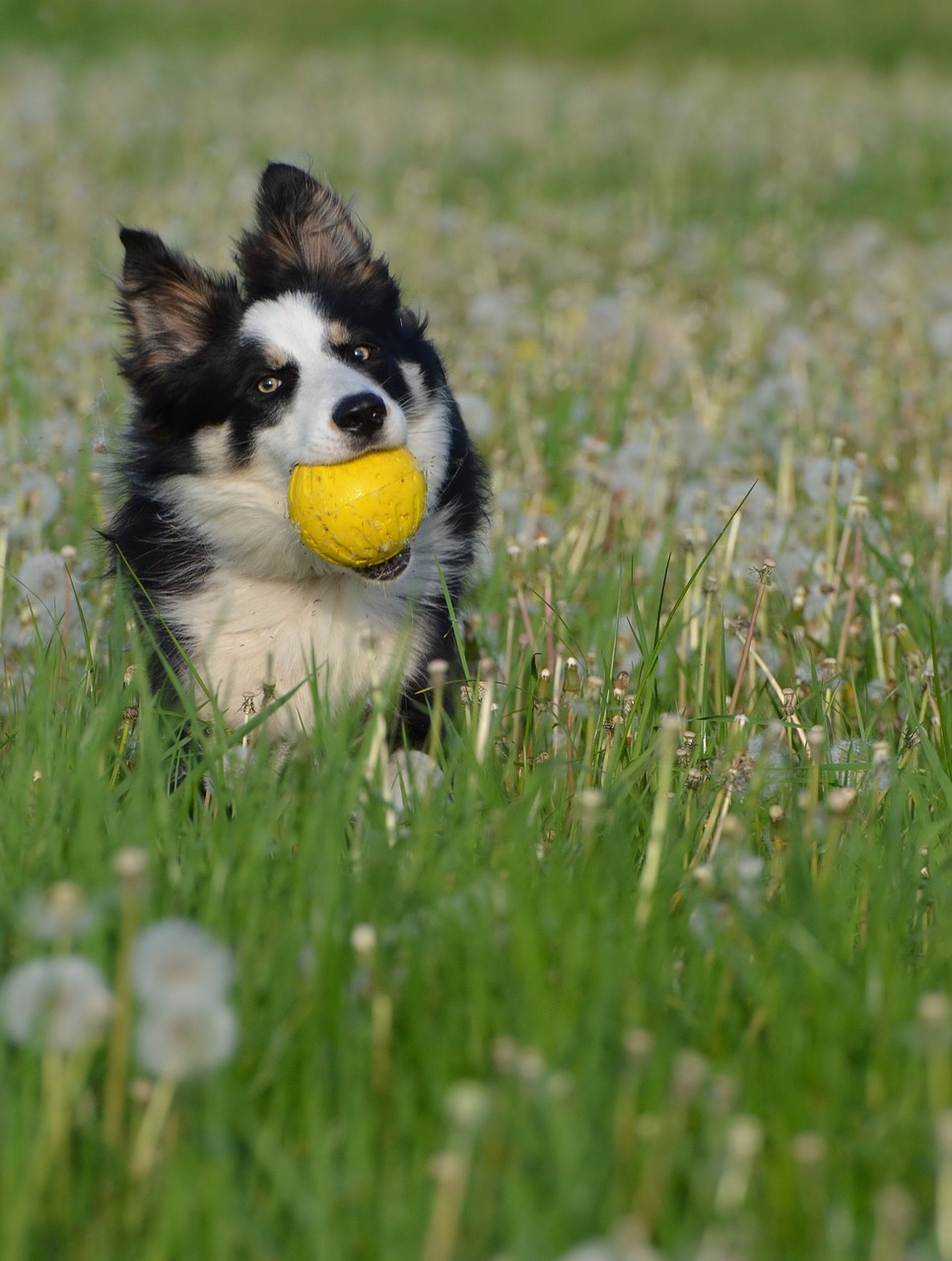 ball flower meadow border collie free photo