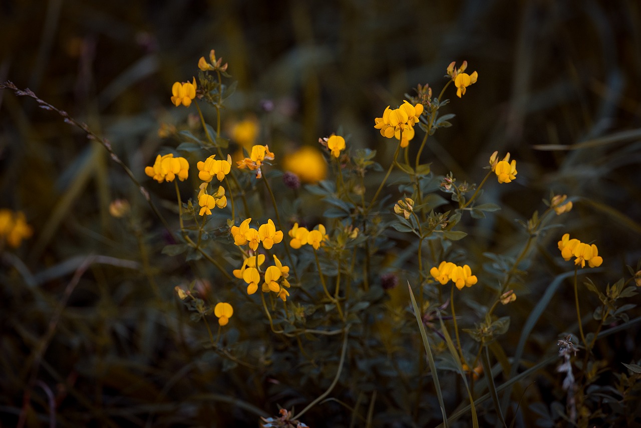 ball-broom radiation-broom genista radiata free photo