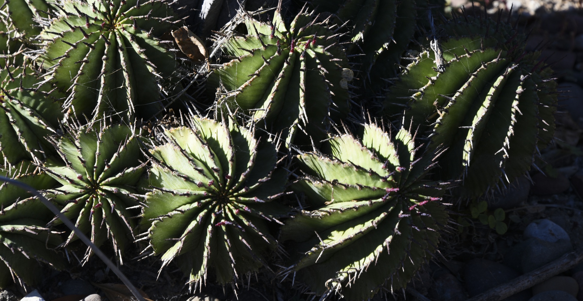 ball cactus plant free photo