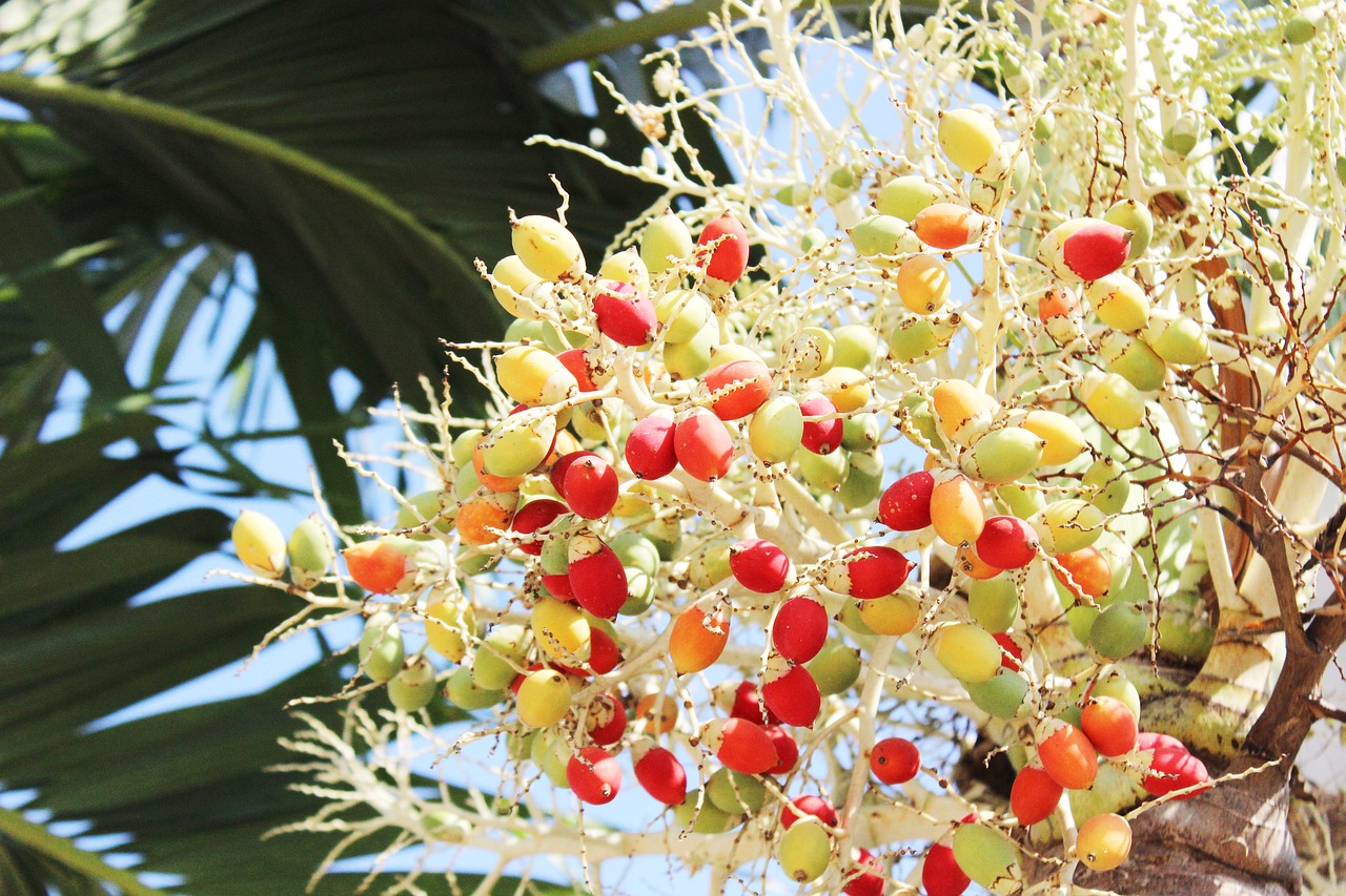 ball joint  palm  tree free photo