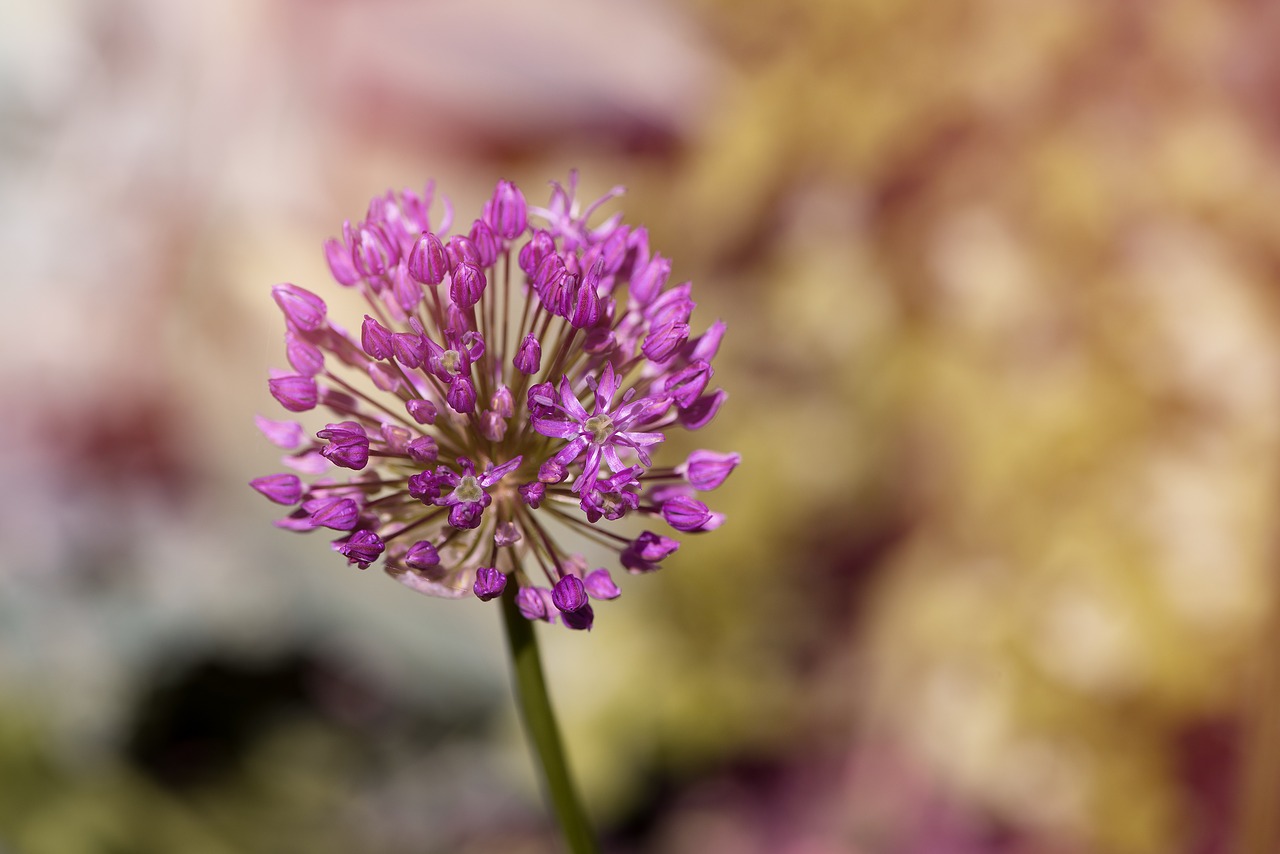 ball leek ornamental onion plant free photo