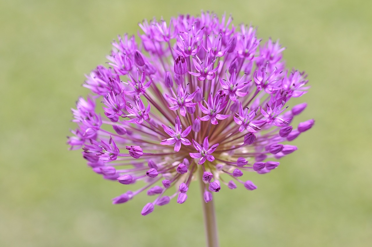 ball leek ornamental onion flower free photo