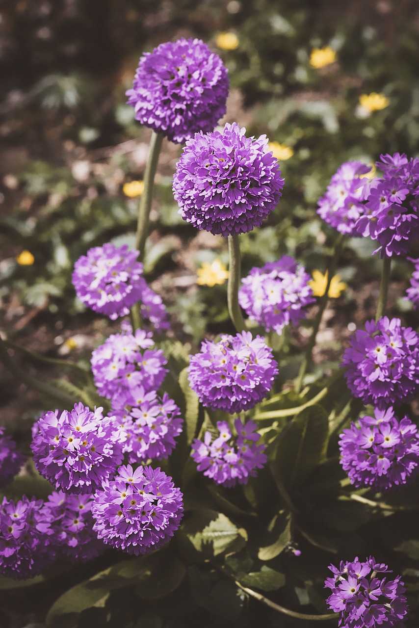 ball-primrose drumstick flowers free photo