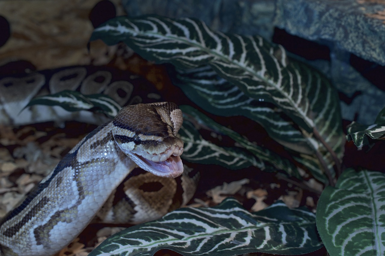 ball python snakehead snappy free photo