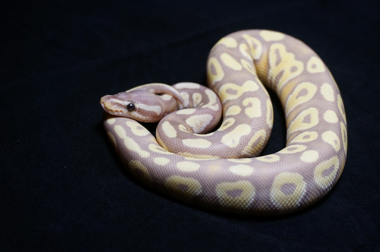 ball python  snake  reptile free photo