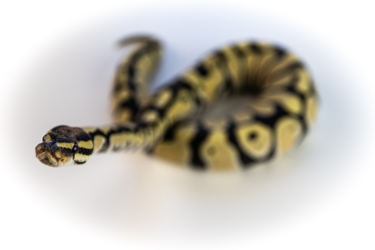 ball python  snake  reptile free photo