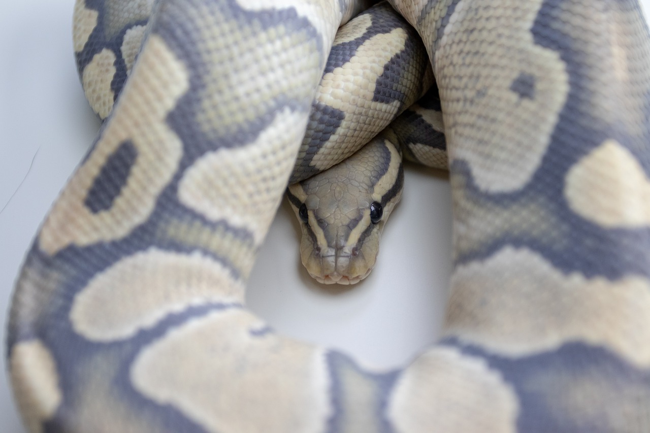 ball python  snake  reptile free photo