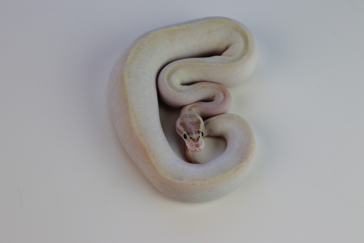 ball python  snake  reptile free photo