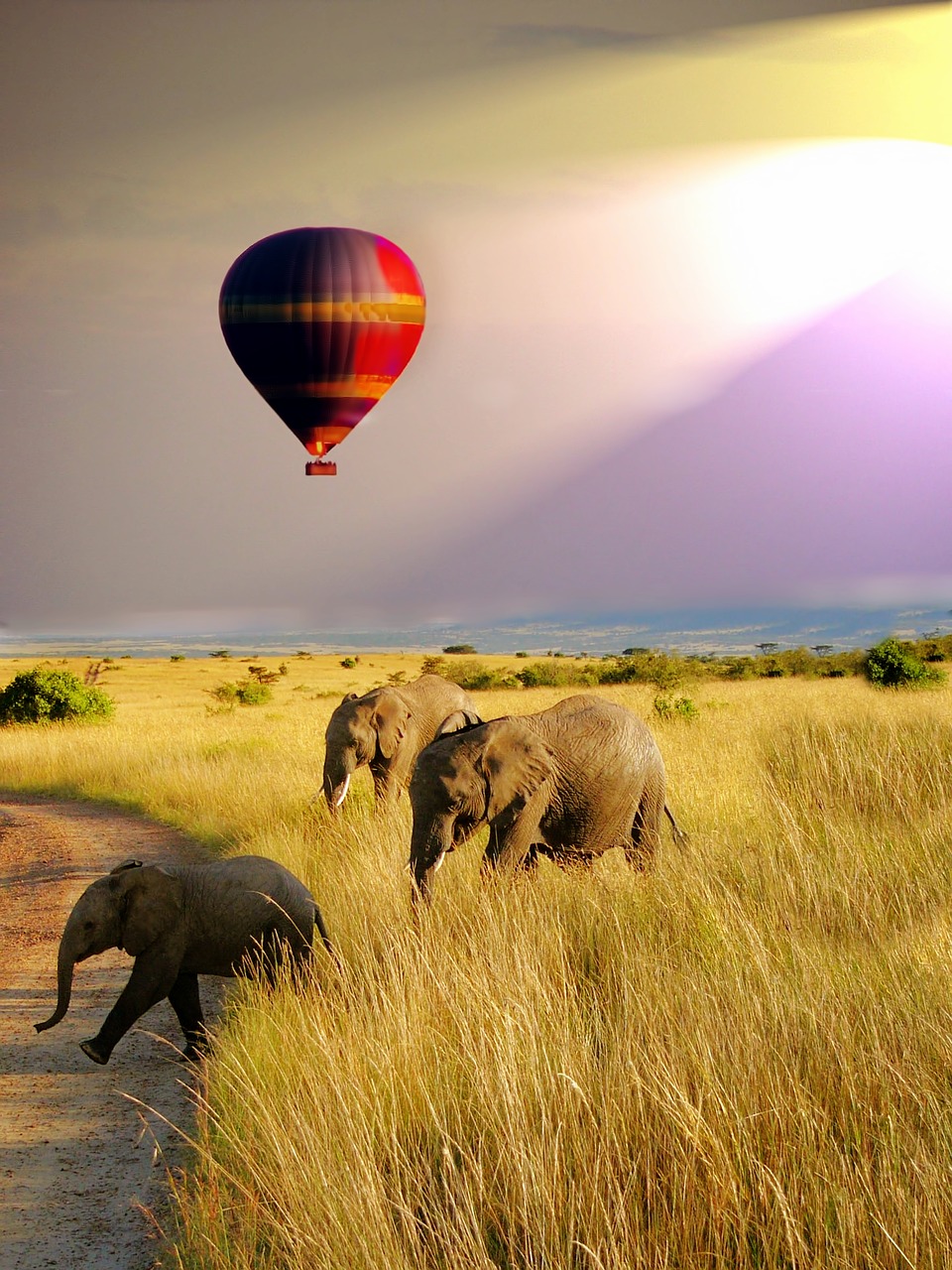 balloon safari elephant free photo