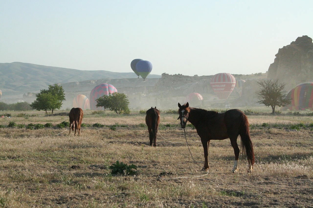 balloon balloons ballooning free photo