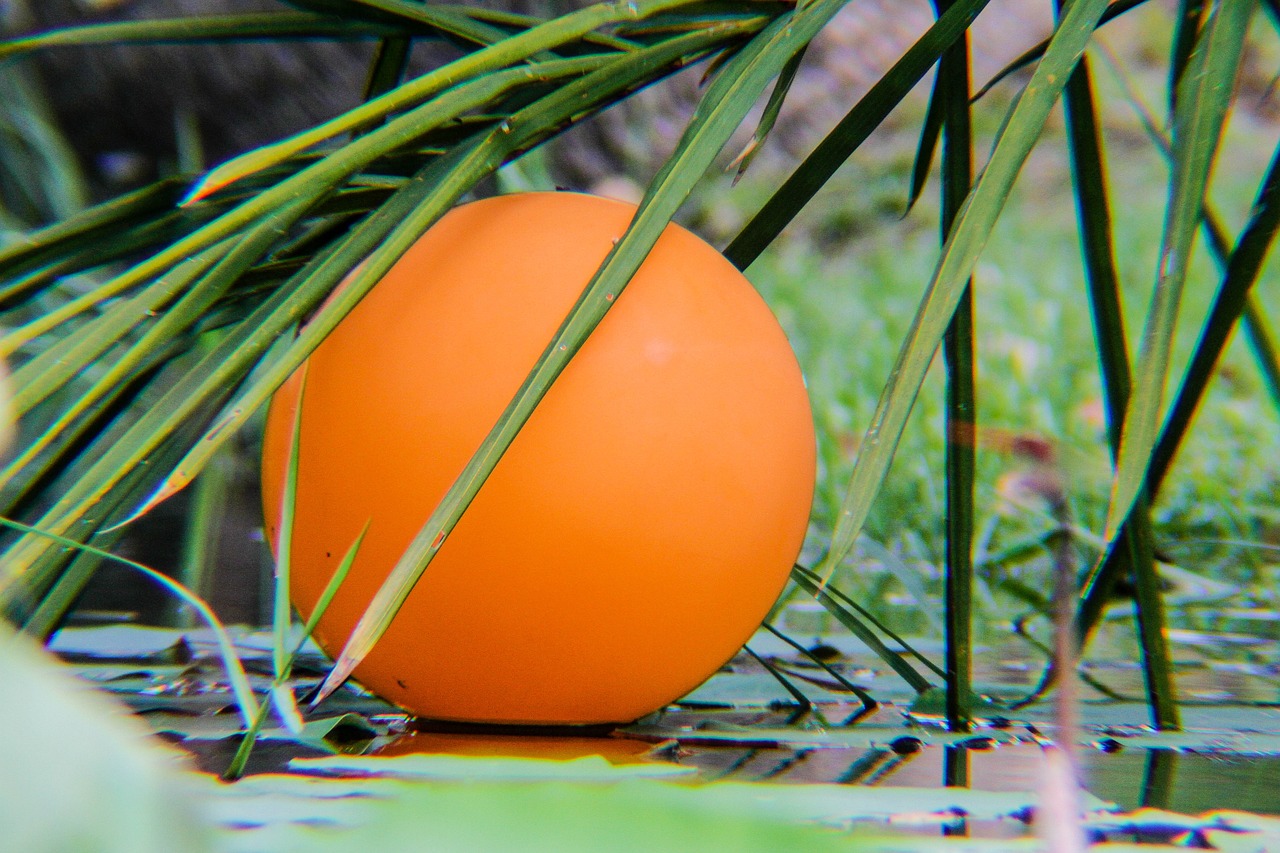 balloon  pond  leaves free photo