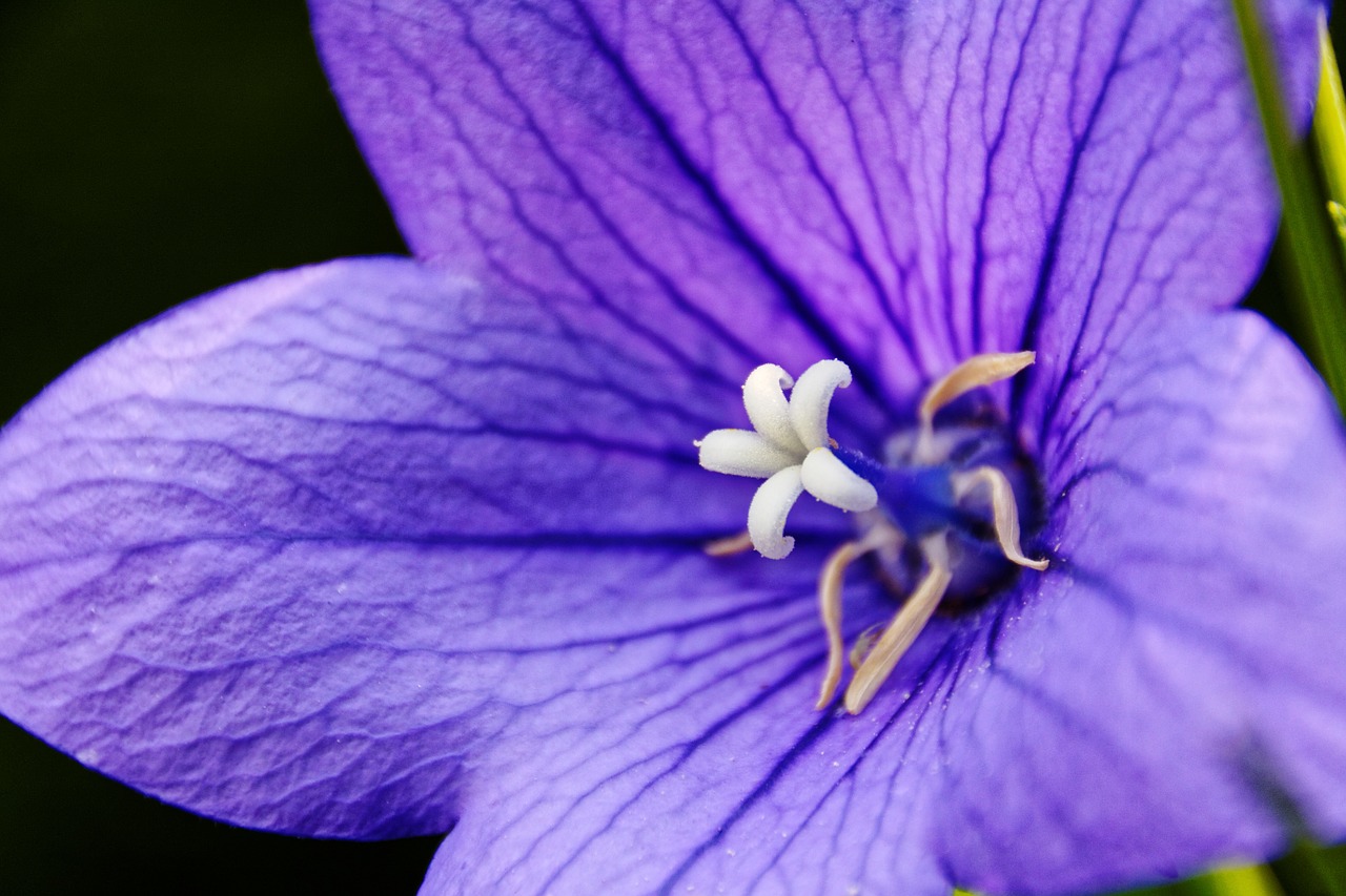 balloon flowe platycodon grandiflorus violet free photo