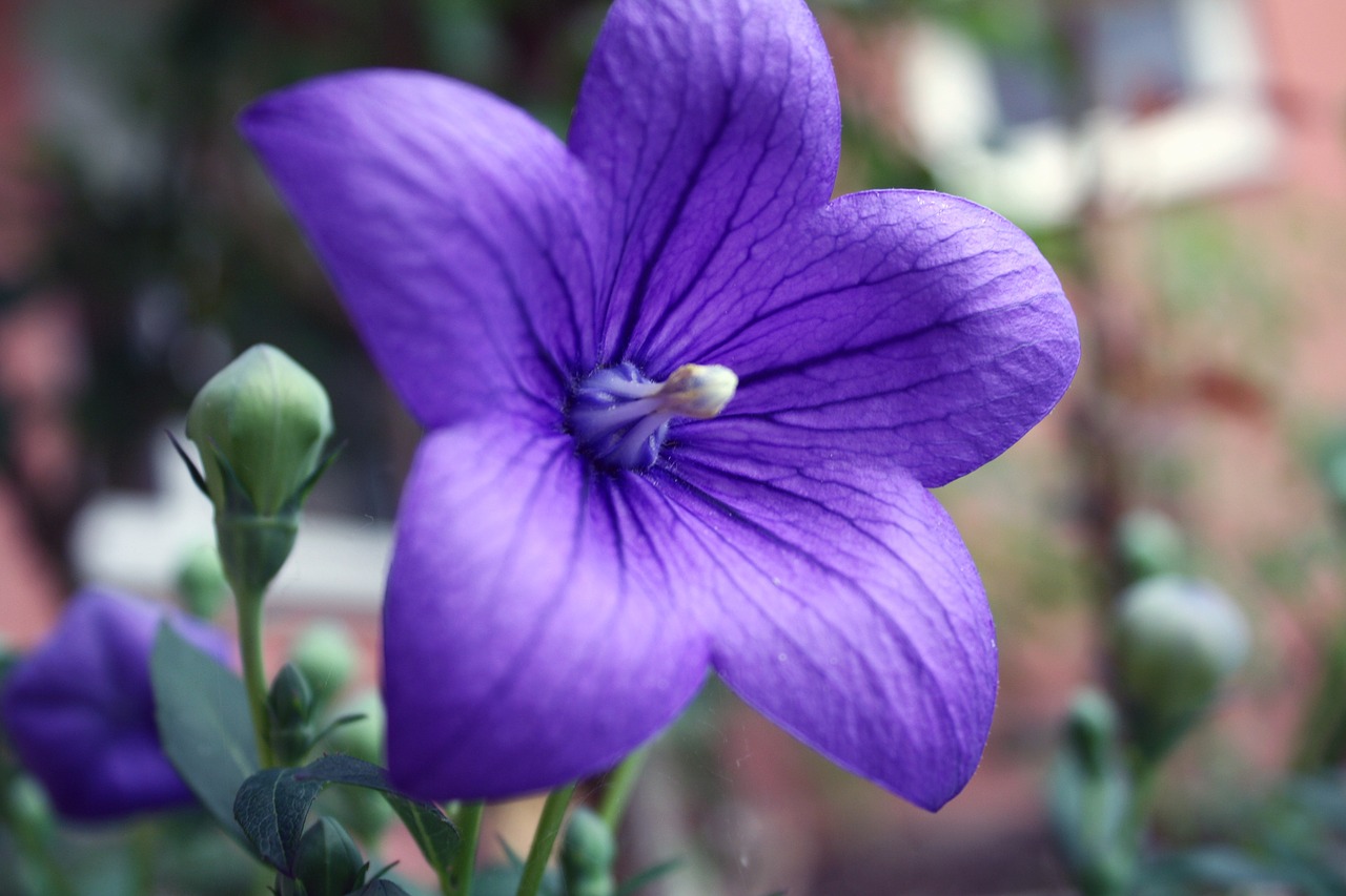 balloon flower platycodon blossom free photo