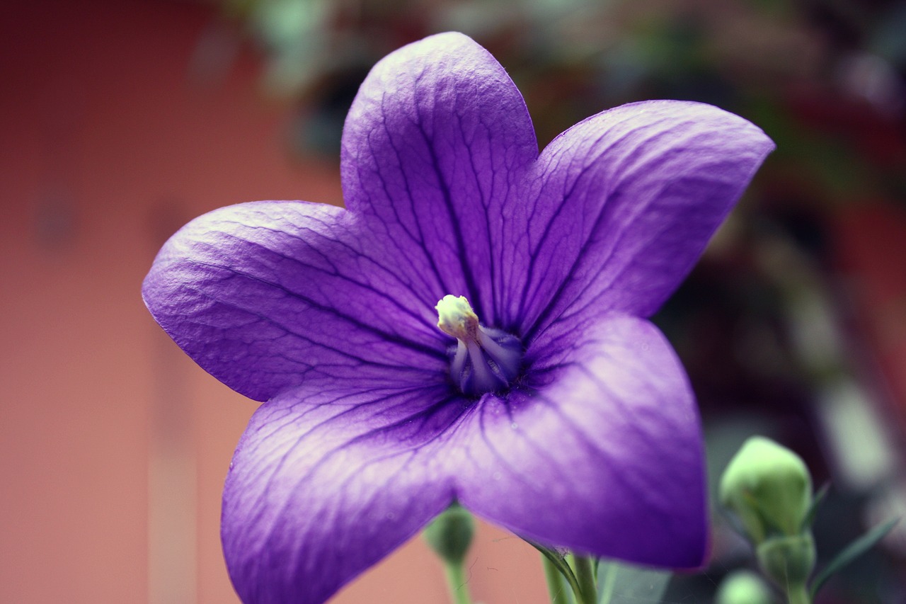 balloon flower platycodon flower free photo