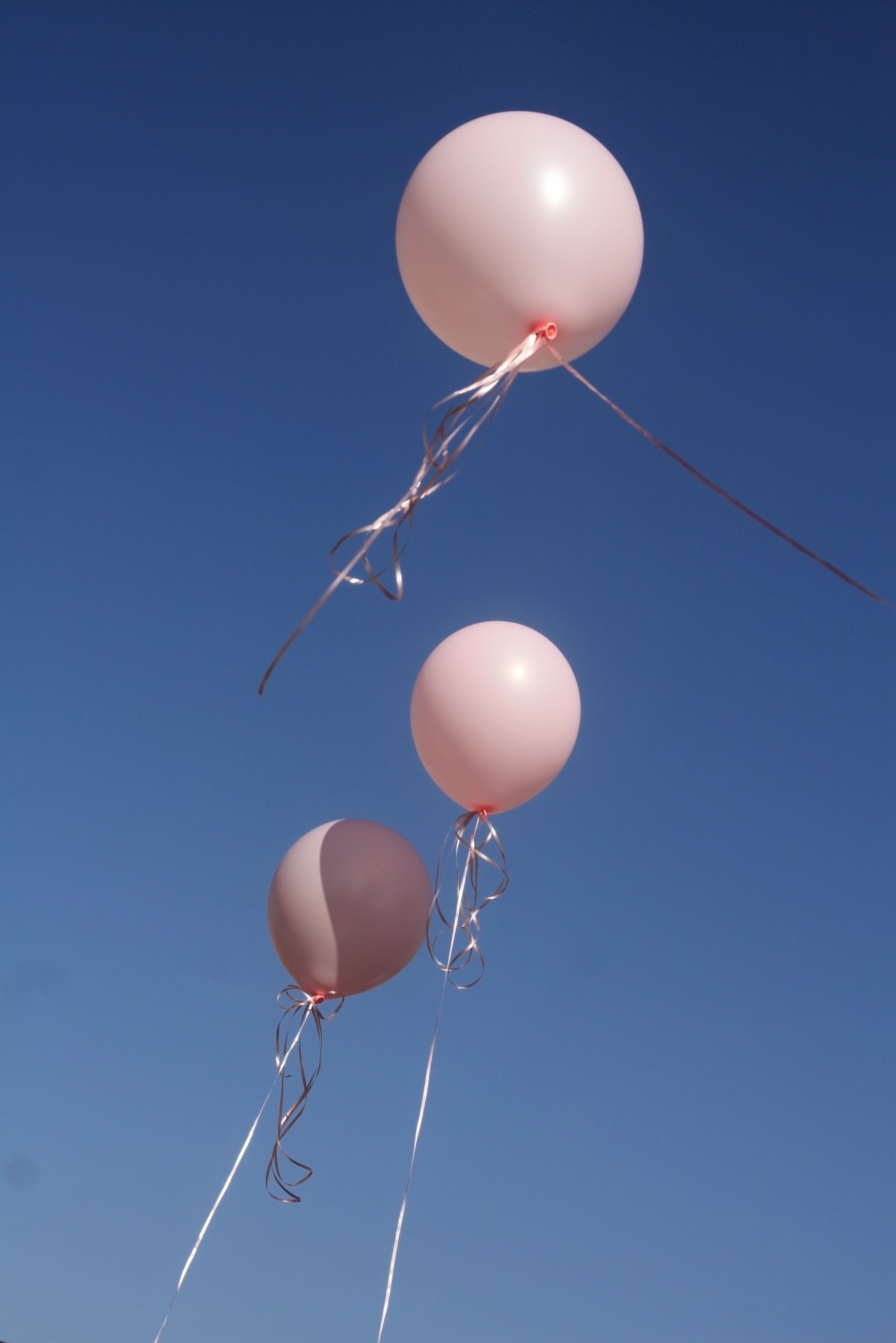 pink balloons three free photo