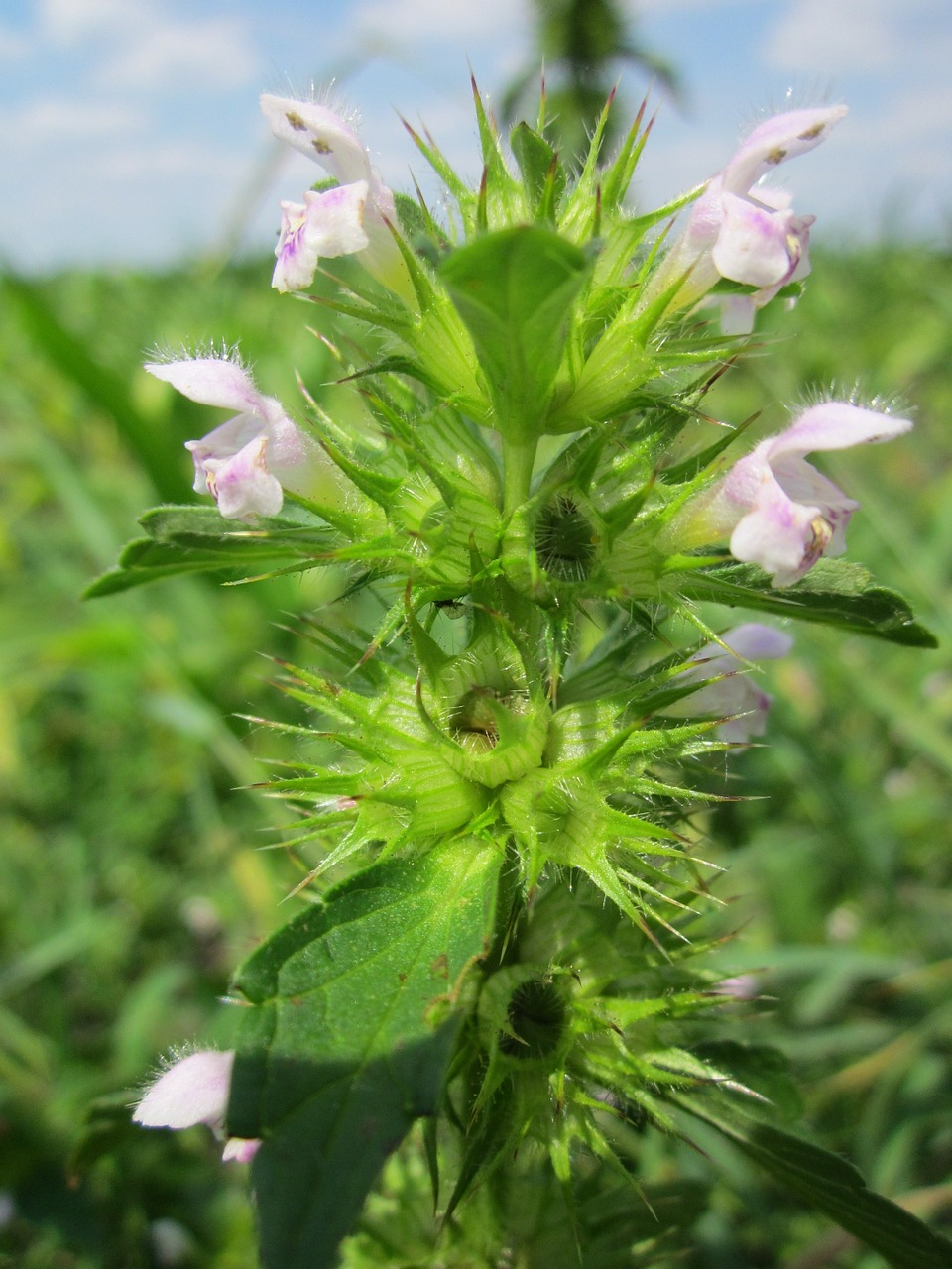 ballota nigra black horehound wildflower free photo