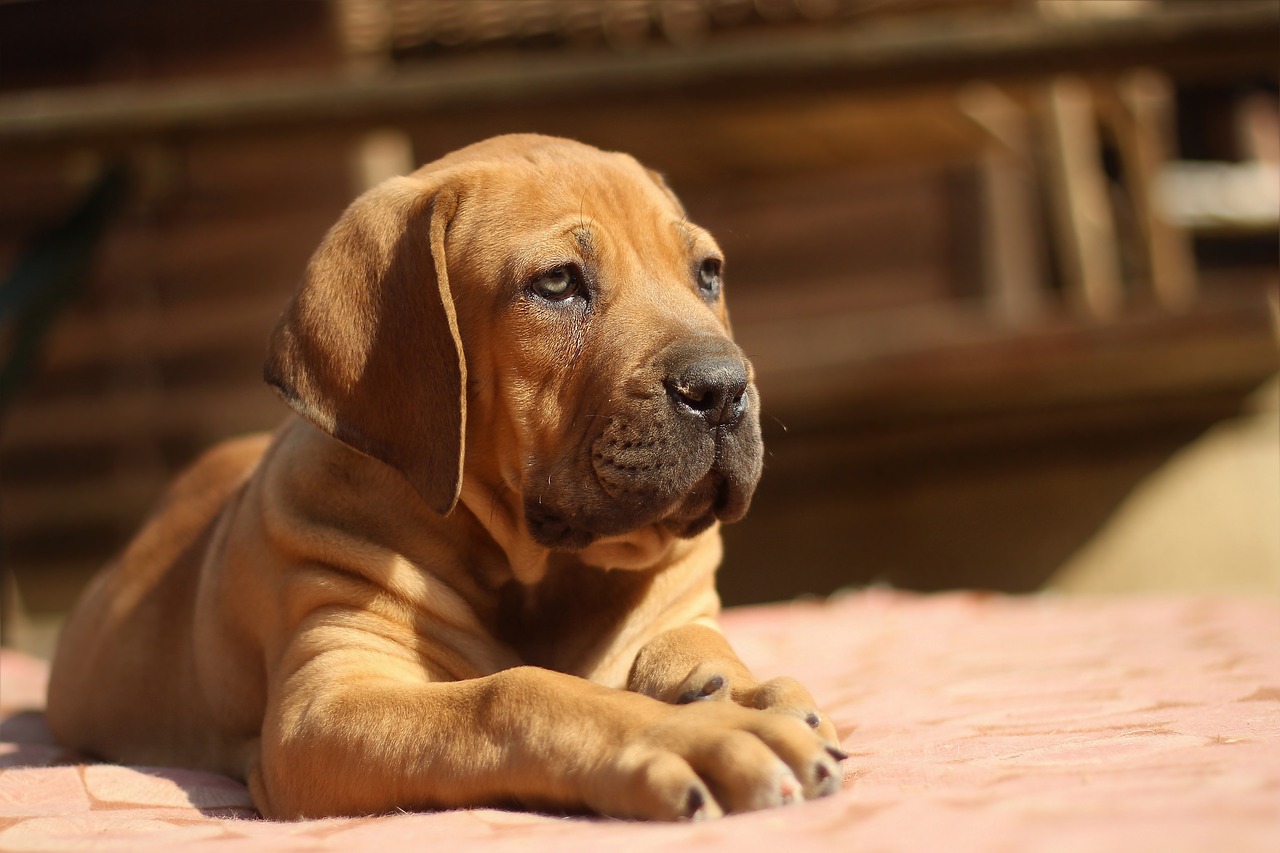 ballotade boerboel peanut bulldog free photo