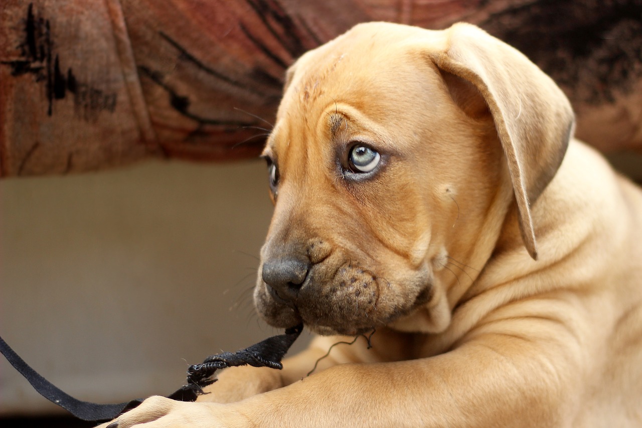 ballotade boerboel peanut bulldog free photo