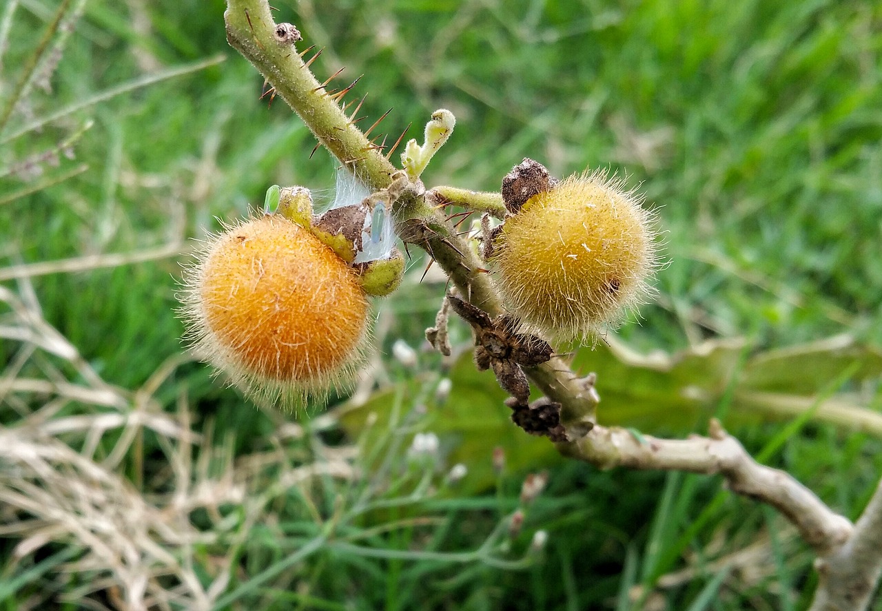 ball's hair nature free photo